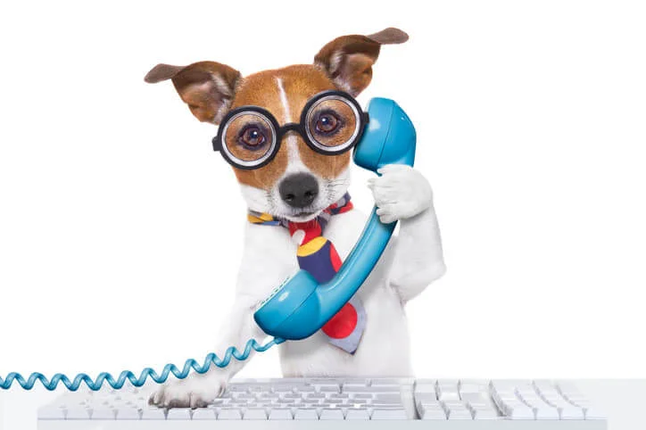 Brown and white dog with glasses and a tie answering the phone
